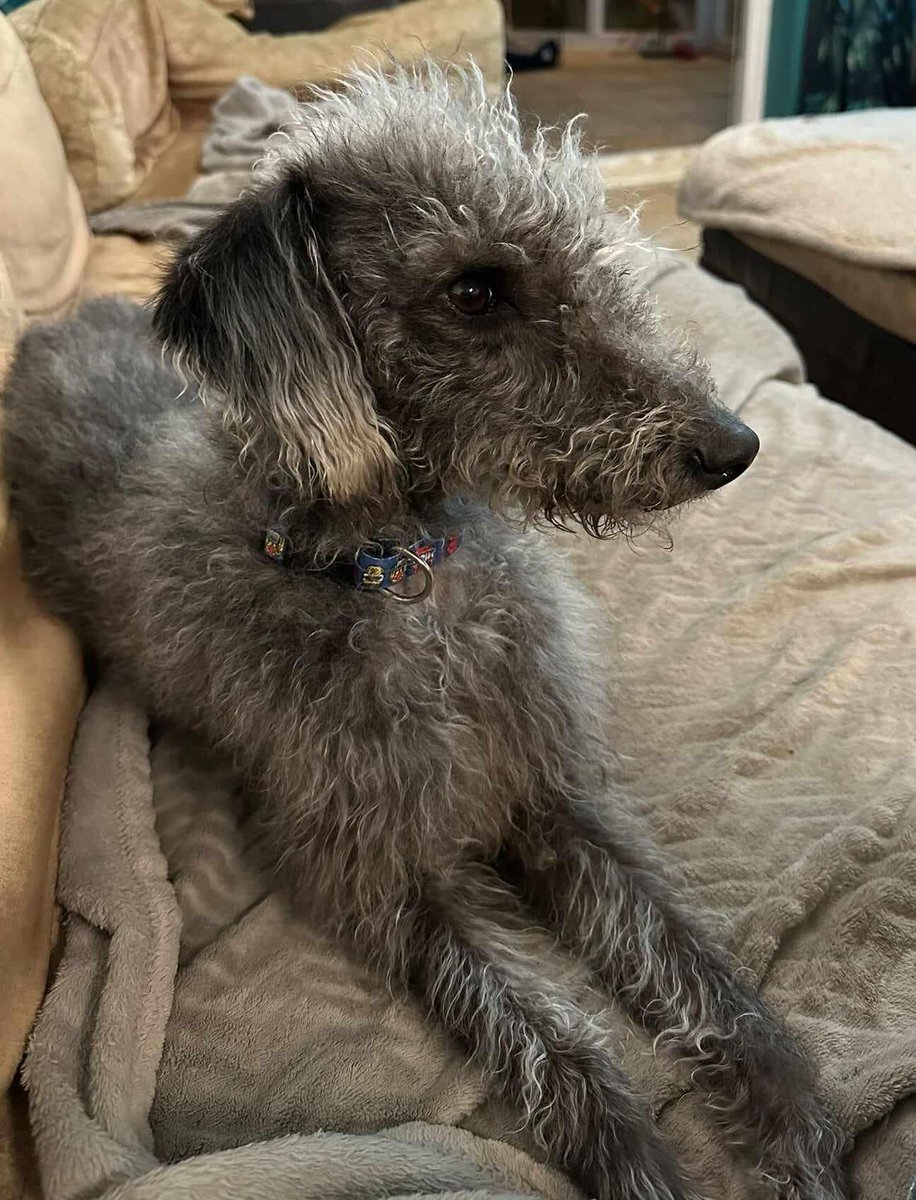 Please retweet to help Luna find a foster home #norfolk #UK 
Message from Norfolk Greyhound Rescue.....
'This little darling is Luna.
She was being sold by some unscrupulous men outside a Tesco down London way.
She had a piece of string around her neck, and exceeding underweight.
