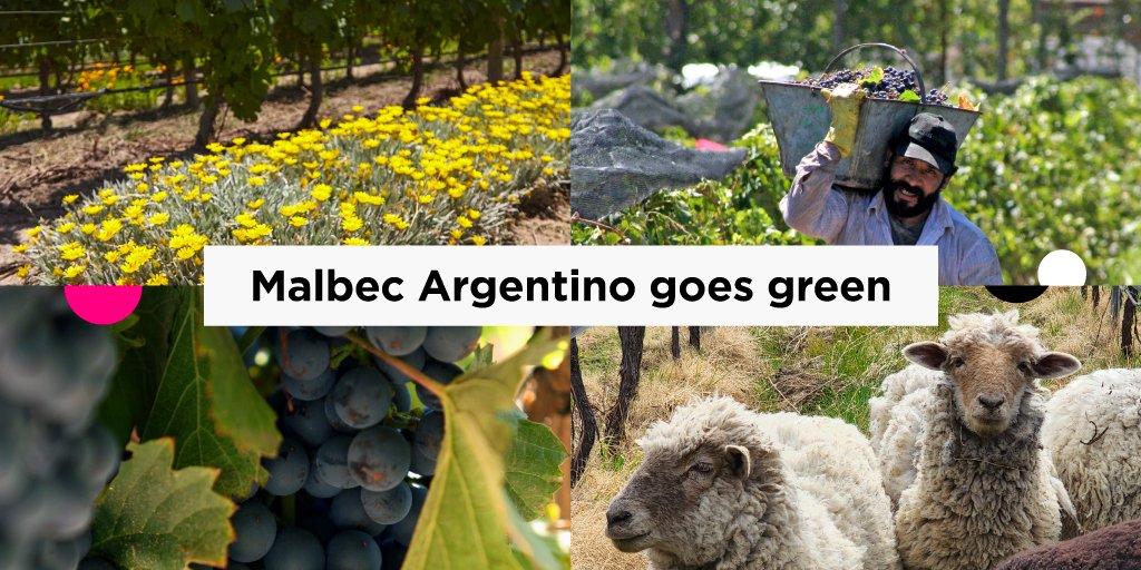winesofarg's tweet photo. ♻️ Across the world, #OrganicViticulture has grown by 13% a year over the past decade. 🍷🇦🇷 Argentina is now one of the top 10 producers of #OrganicWines worldwide, especially with organic #MalbecArgentino.
📲 Read: https://t.co/D1PX2kKajP
#MalbecWorldDay #BetterForTheWorld https://t.co/Xqwlrs95XF
