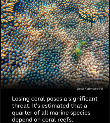 Coral reefs in the Ocean are important like bees. Our planet/nature are magnificent! #Facts