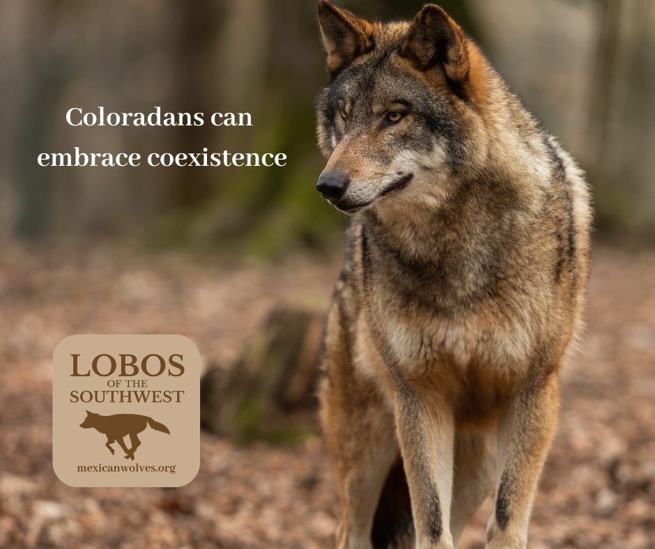 We have an opportunity like no other in Colorado to start anew and show livestock and carnivores can coexist. Coloradans can embrace what we've learned over the century, going forward to make ranching sustainable by coexisting with wildlife: ow.ly/jiFw50Rfmxf