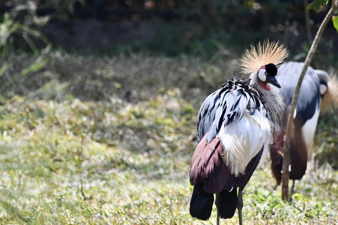 We're expanding our global wildlife conservation efforts with two new programs in Africa! We're partnering with @CTPHuganda to protect Endangered mountain gorillas & with Rwanda Wildlife Conservation Association to safeguard Endangered grey-crowned cranes. denverzoo.org/zootales/denve…