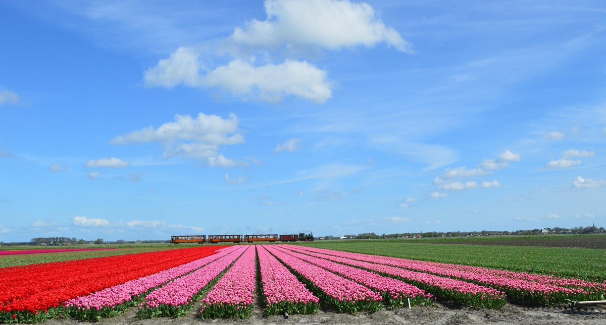 Museumstoomtram rijdt weer #tulpentrams met #tulpengarantie