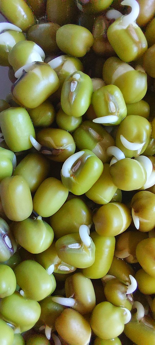 Maş fasulyesi çimlendirilebilir bir şeymiş.

Uzun zamandır piyasada soya filizi bulamıyordum.  İnternette kilo fiyatı 750 lira civarıydı.

E bu işe girilir ki,  makinesini yapabilirim bunun.