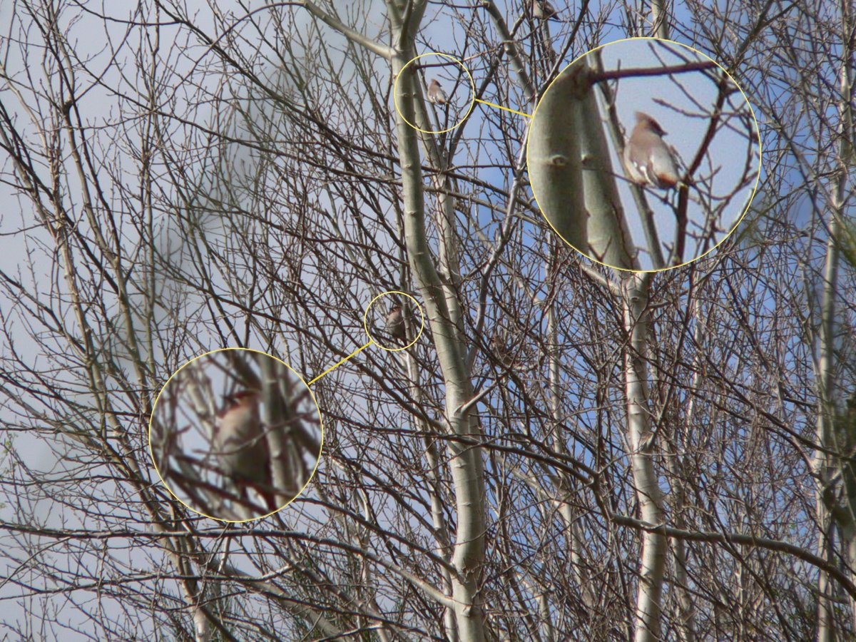 I finally got a photo of a Waxwing albeit a far away, blurry one! I was lucky enough to see waxwings for a second time this month, in Wrexham today. More of them than last time and happily sitting there long enough for me to observe. Made my day.