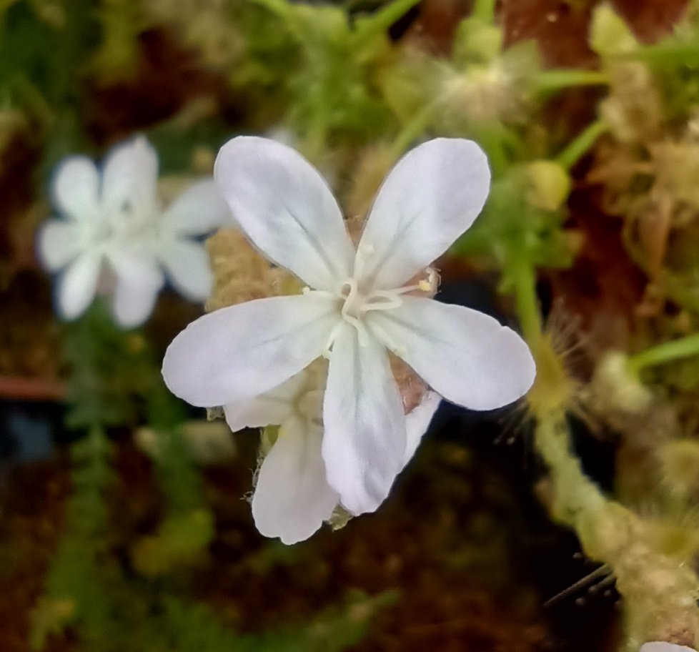Drosera in flower in my glasshouse today. The pale pink flower has a beautiful sweet scent. #gardening #carnivorousplant