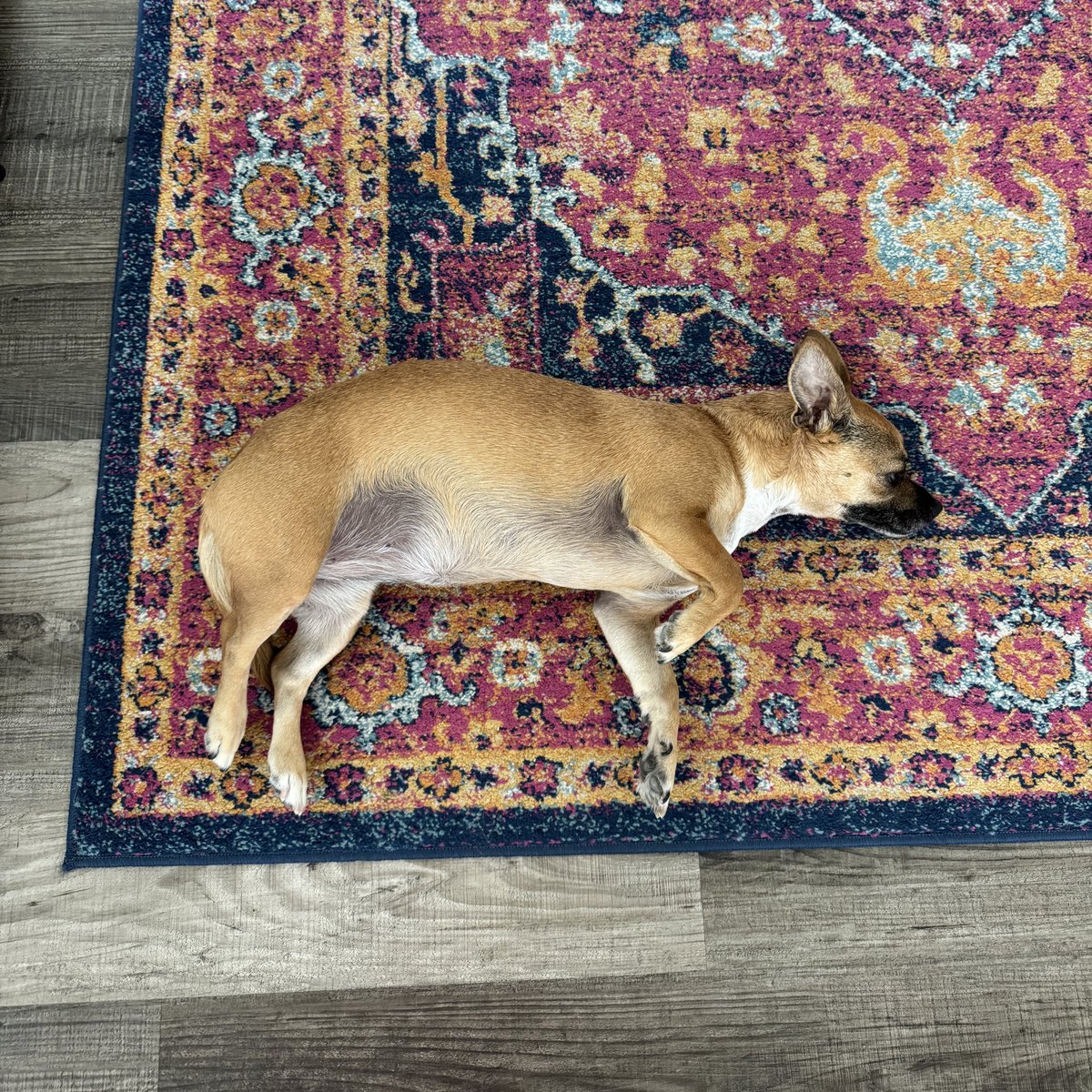 my Costco rotisserie chicken crawled out of its plastic case and is now laying on my rug