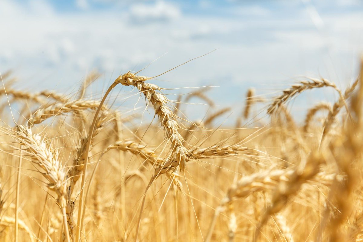 🌾Final Call for Applications! Exciting Postdoc Opportunity in Crop Genomics & Resistance Breeding at University of Manitoba! 🇨🇦 Immerse yourself in cutting-edge research on FHB resistance in durum wheat. 🧬💡 Last week to apply! #PlantScience #Genomics #PostdocJobs