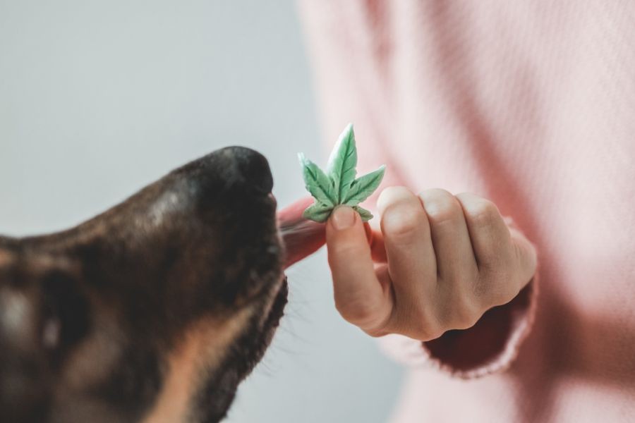There are anecdotal instances of dogs getting slightly drowsy or sedated after receiving exceptionally high doses of CBD, but such side effects seem to go away on their own over time.

Read more 👉 lttr.ai/AReDp

#petsitting #dogwalking #dogtraining