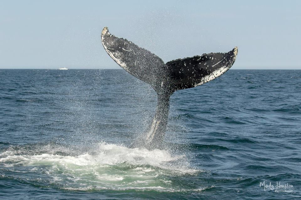 A Fantastic Way to Start the Season. Read the full story here: buff.ly/2pO4KvD
Photo by Mandy
This is an encounter from 2017
#WhaleTales