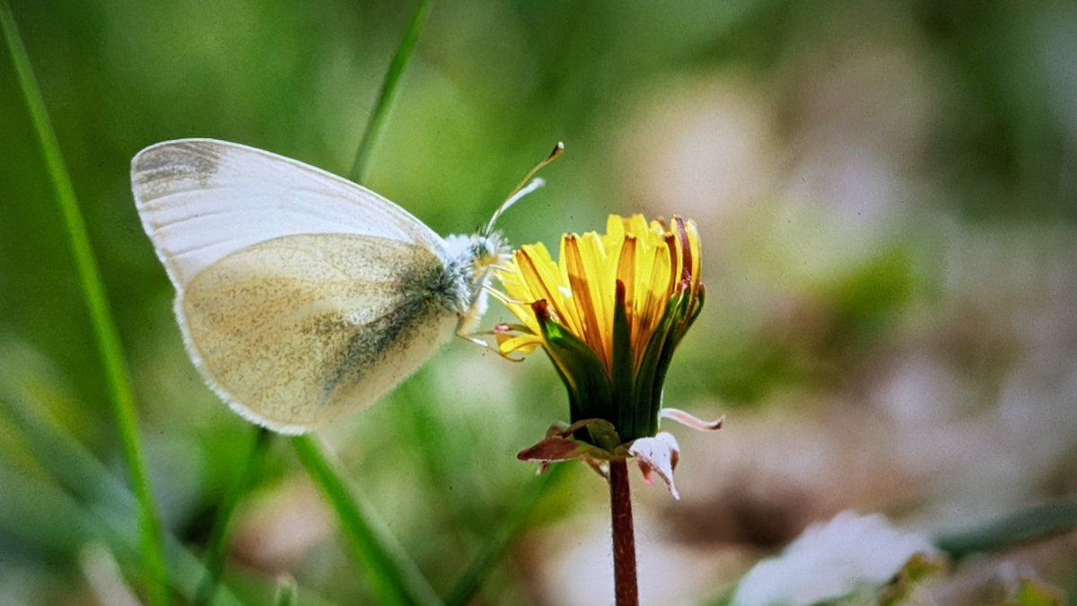 Pieris ergane in the foothills of the Catalan Pyrenees today.