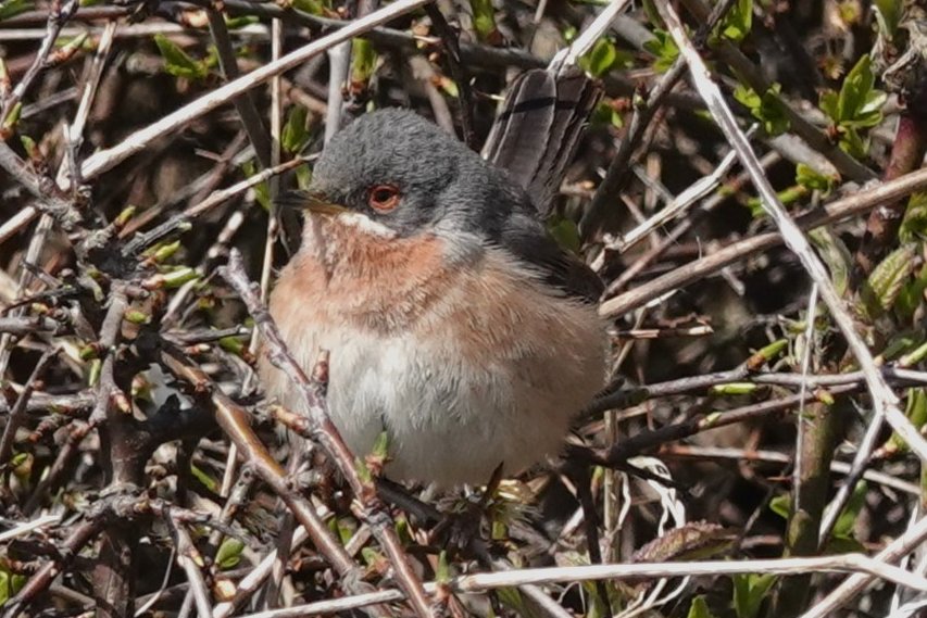 I have always wanted to see this bird, now I finally got the chance to, after two attempts the Western Subalpine Warbler gave great views in the blackthorn at Portland this afternoon. @PortlandBirdObs @DorsetBirdClub