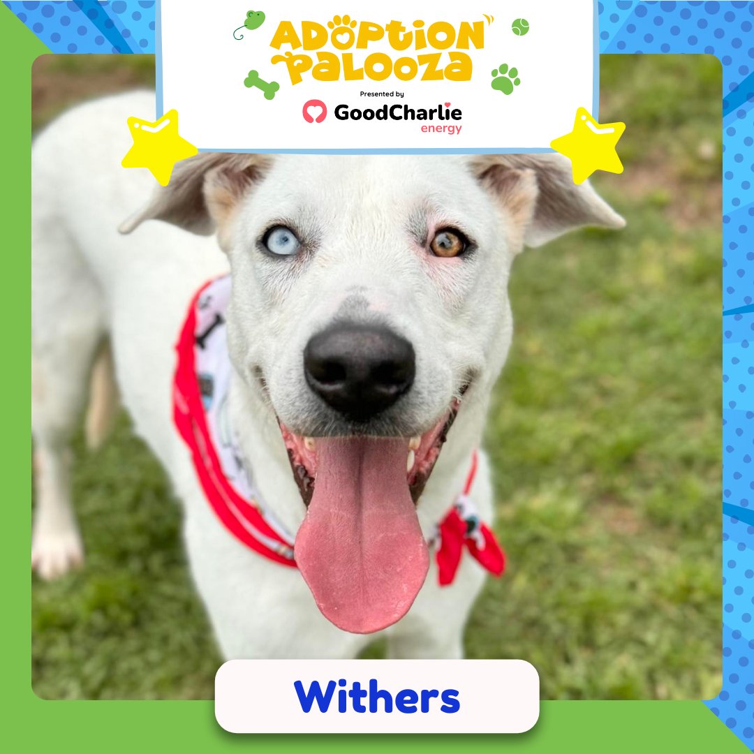 Meet Withers from @MCASPets ! 🐾 He's a social pup who thrives around other dogs, ready to find his forever home where he can continue to flourish! Interested? Check out @MCASPets or meet him at Adoption Palooza 2024 presented by @mygoodcharlie! 🐶 🔗 Visit link in bio