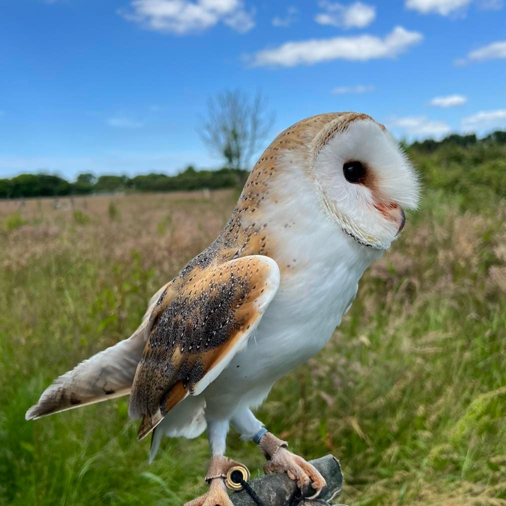 Fact of the week 📖 Owls have one of the lowest hybridisation rates of any wild bird group. Hybrids are more common in captivity, due to humans intervention. We don’t produce hybrids, but are home to several. Here is Hannah, a male British X African Barn Owl. #owls