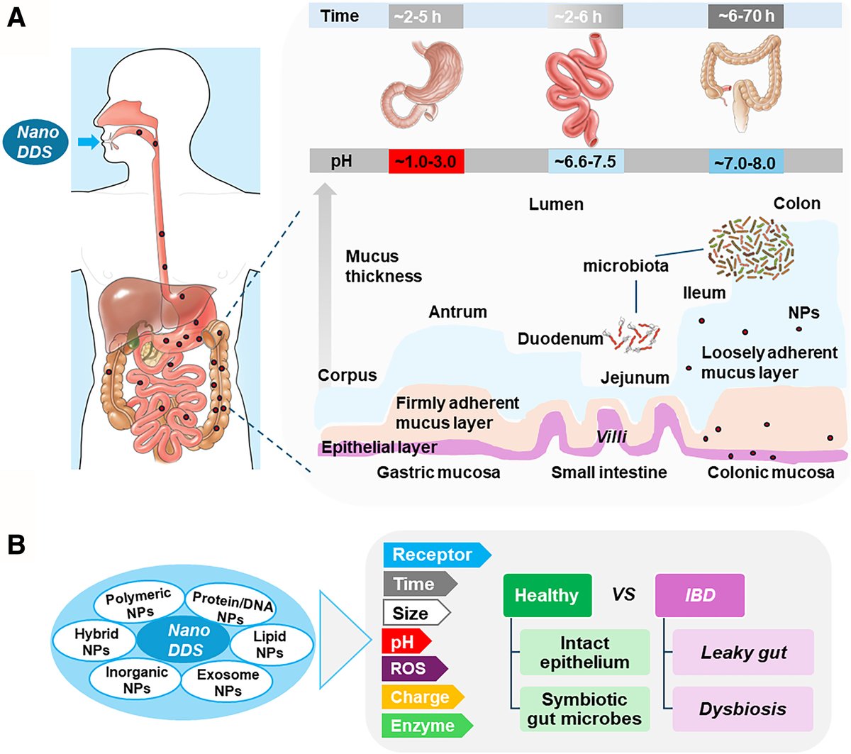 📰 Article in press discusses unleashing the potential of oral deliverable nanomedicine in the treatment of #IBD. Learn more at ow.ly/668n50RgfNi