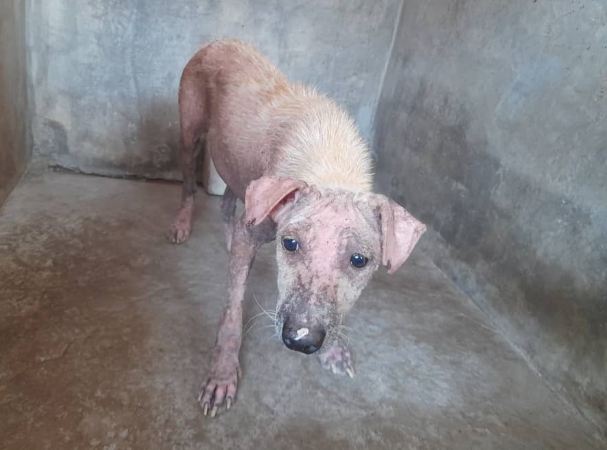 APPEAL: Luna, Cassie, Ginny and Jasmine have been rescued from the streets in a heartbreaking state and are still in urgent need of donations to support their skin disease treatment. Please sponsor their care and help us give them a brighter future ❤️‍🩹👇🏼 justgiving.com/campaign/iapwa…