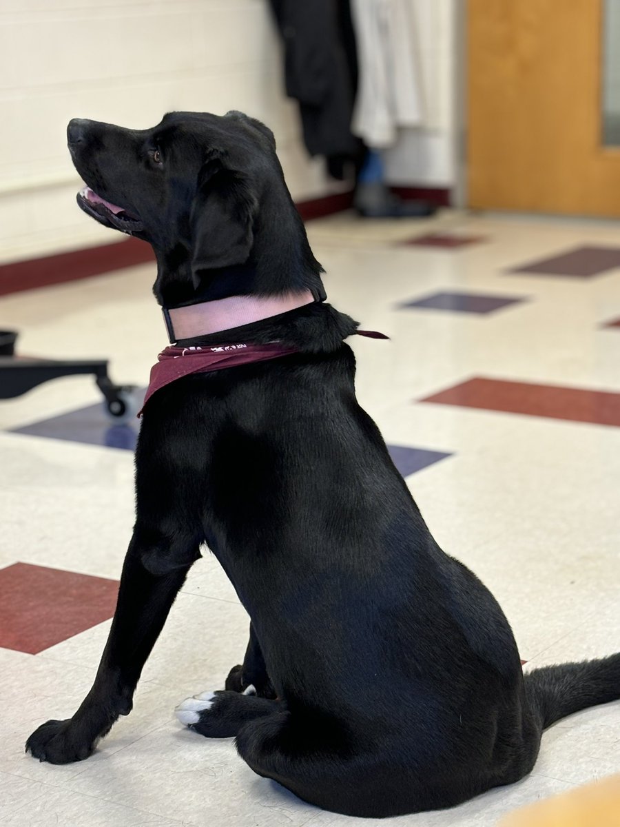 SK1Elma's tweet photo. Meet Mae from the Humane Society who came to visit us to teach us about pet safety and care. Remember to provide, protect and prevent. https://t.co/8vUAyrrf5H