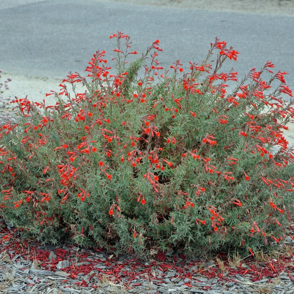 California Fuchsia, or Epilobium canum, is a striking perennial native, favorite of hummingbirds, and often found near creeks thriving in full sun. 
Keep an eye out for California Fuchsia along the south shore of the Andree Clark Bird Refuge. 
#CANativePlantWeek #SBCreeks