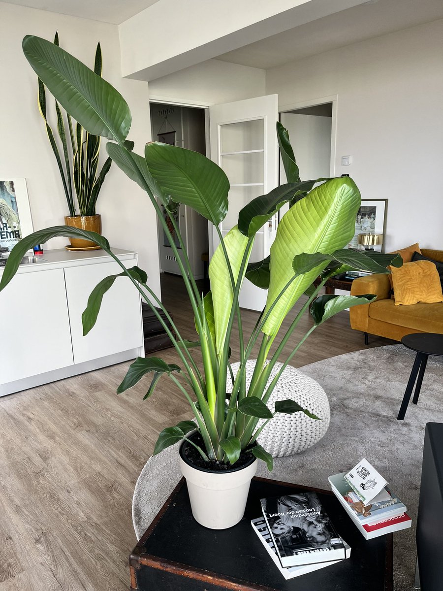 Liesbeth v Tongeren tweet media