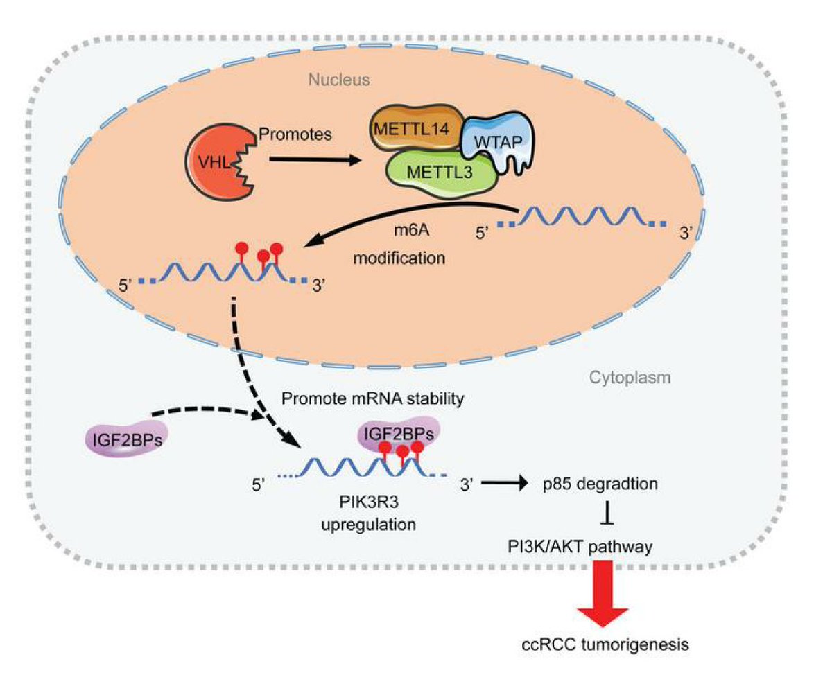 jci.org/articles/view/… Delighted to share our recent publication @jclinicalinvest on the new function of VHL on regulating m6A signaling and mRNA stability in ccRCC tumorigenesis. 1/n