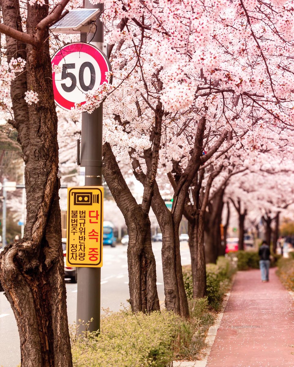ToMoDes_'s tweet photo. 最近撮った一番気に入った桜の写真 https://t.co/tmg03KhCfj