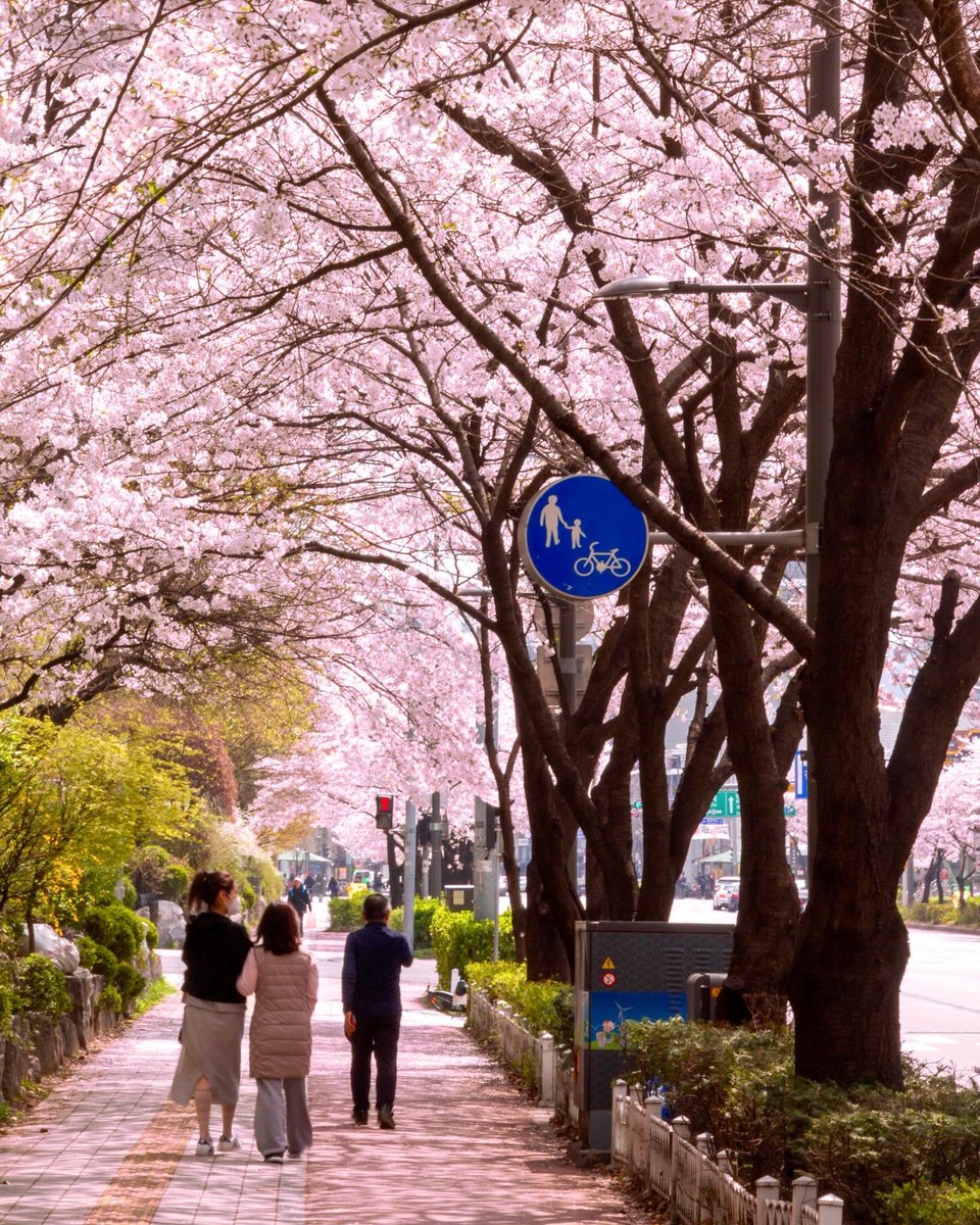 ToMoDes_'s tweet photo. 最近撮った一番気に入った桜の写真 https://t.co/tmg03KhCfj