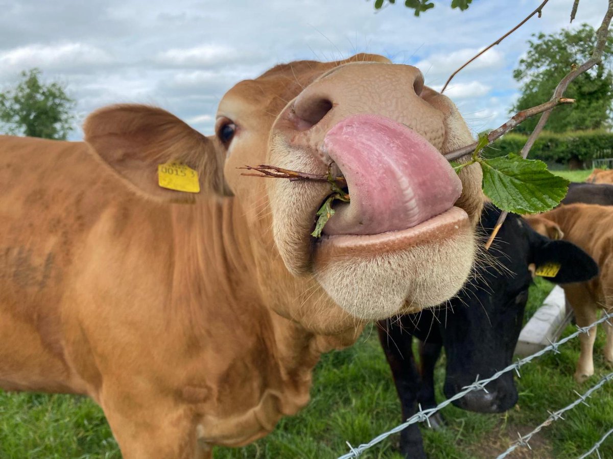 Are you interested in journalism and the farming industry in Northern Ireland? This could be the opportunity for you!

jobstoday.co.uk/jobs/318098351…