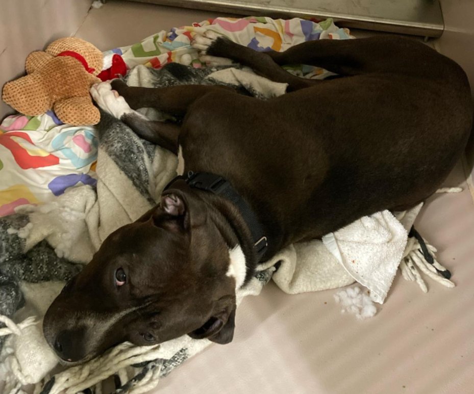 Binky💔 Damn it! @NYCACC is never going to make him a video & that is a disgrace TBK 4/16 Binky is a good boy just young. Happy to be outside. Wants to run & play Once again, How do you kill a dog named Binky? FFS #AdoptMe #RescueMe