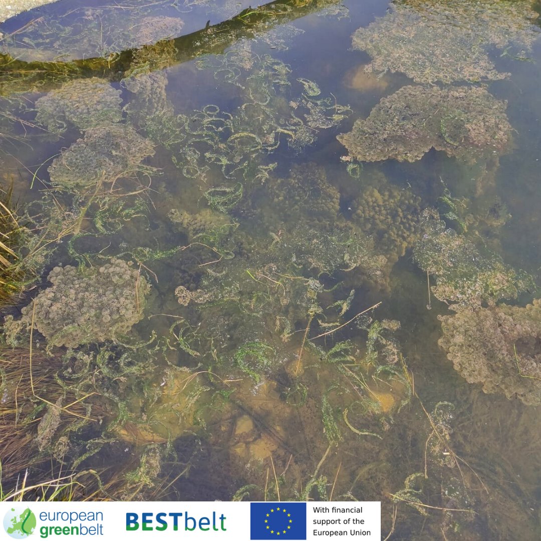 ReteItalia_EGB's tweet photo. Amazing news from Plan di Tapou ponds, freshly restored thanks to the European #BESTbeltProject! Our biologists found the ponds thriving with amphibians and eggs and we can't be happier!Meanwhile Val di Musi meadows are still waiting for Spring to sprung!
#europeangreenbelt #fvg https://t.co/yg3HgXLfIv