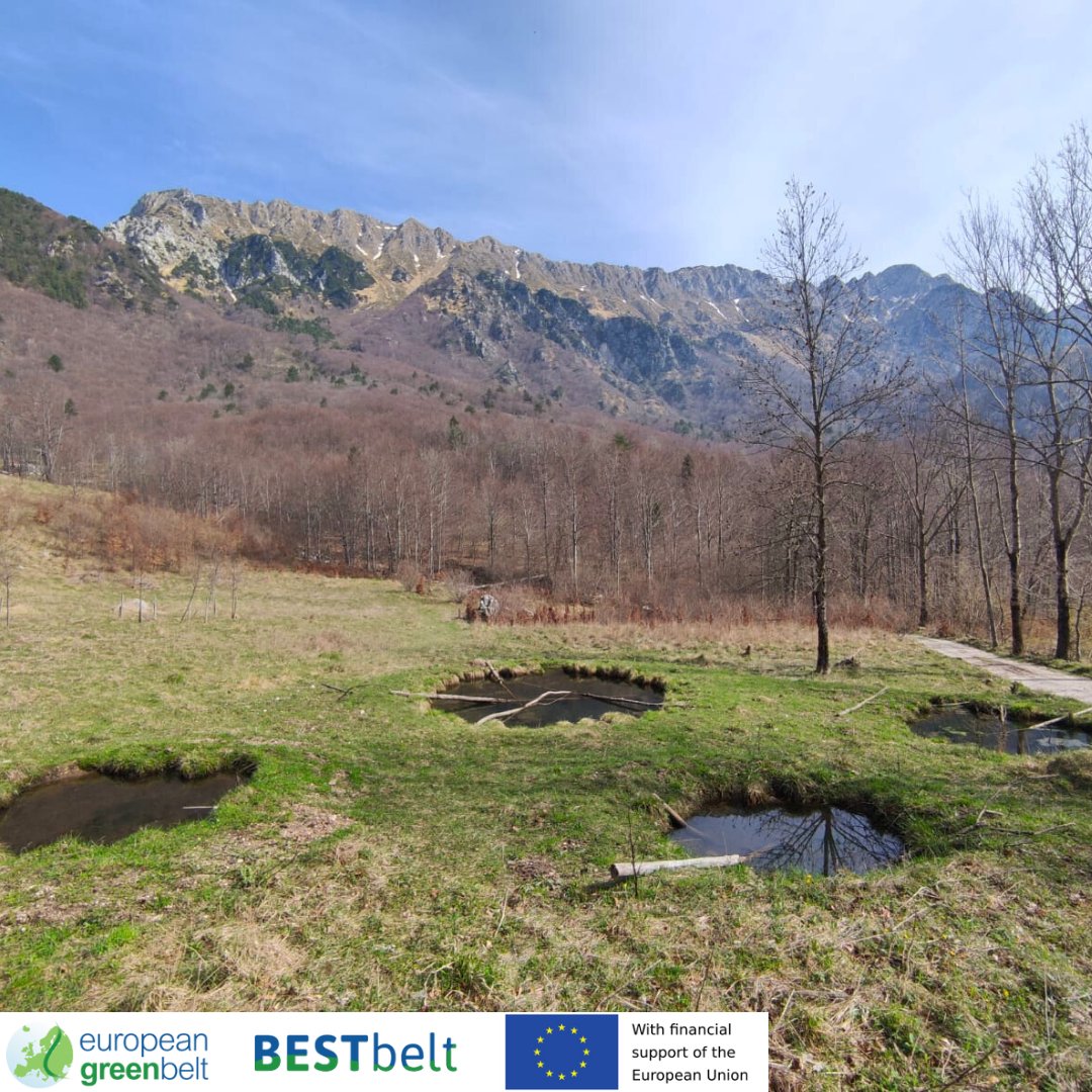 ReteItalia_EGB's tweet photo. Amazing news from Plan di Tapou ponds, freshly restored thanks to the European #BESTbeltProject! Our biologists found the ponds thriving with amphibians and eggs and we can't be happier!Meanwhile Val di Musi meadows are still waiting for Spring to sprung!
#europeangreenbelt #fvg https://t.co/yg3HgXLfIv