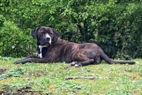 Please retweet , APPEAL FOR INFORMATION, 3 DOGS FOUND DEAD, SUSPECTED POISONING #MIDDLESBROUGH #YORKSHIRE #UK 'The Cane Corso cross pictured was found suffering near to the bodies of two other dogs. Vets battled in vain to save his life but he died on Saturday, 13 April A…