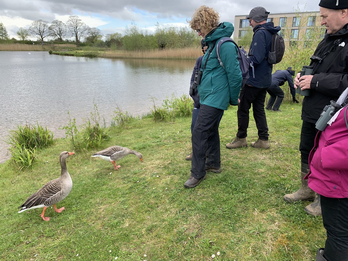 Our first outdoor trip for my birdwatching course @YCNature showing the importance of visiting local sites @YorkUniversity @YorkBirding and getting to know common birds in depth. First hirundines for us all #birdwatching