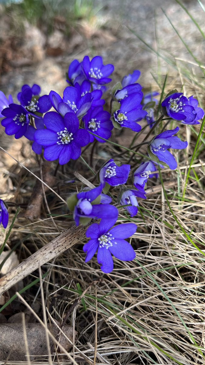 JukkaPartanen3's tweet photo. Authentically spring #kevät #våren #frühling #春 #sinivuokko #blåsippa #commonhepatica #leberblümchen #photography #MacroHour #ThePhotoHour #channel169 #thisisfinland #april #huhtikuu #flowerphotography #nature https://t.co/CCEtNKqo7r