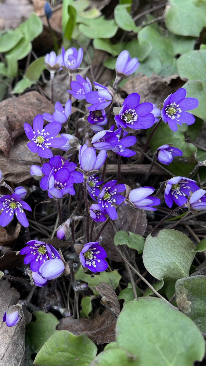 JukkaPartanen3's tweet photo. Authentically spring #kevät #våren #frühling #春 #sinivuokko #blåsippa #commonhepatica #leberblümchen #photography #MacroHour #ThePhotoHour #channel169 #thisisfinland #april #huhtikuu #flowerphotography #nature https://t.co/CCEtNKqo7r