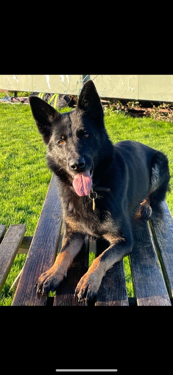 Yesterday morning a male was disturbed breaking into cars before being chased and detained. PD Yula attended the scene and assisted officers in locating several items of stolen property from vehicles also identifying those that had been broken into #arrested #thenoseknows