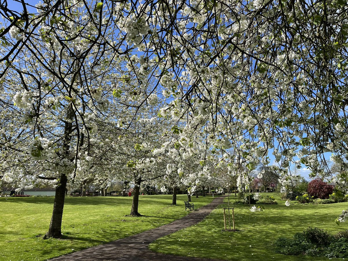 Yes,  this was Maurice Lea Memorial Park today… about 5 minutes before thunder, lightning, snow, hail,wind and rain! 🤷‍♂️ #loveparks #springblossom #swadlincote #crazyweather