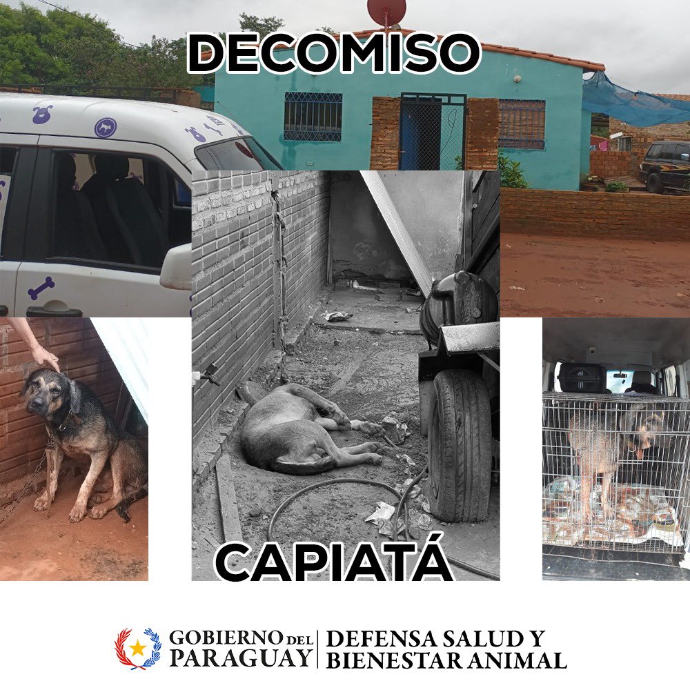 defensanimalpy's tweet photo. Max 🐶ya se encuentra a salvo!

El equipo de la Dirección de Rescate ha intervenido en la ciudad de Capiatá para poner a salvo a Max, que se encontraba en una situación deplorable. Max estaba atado en un ambiente insalubre. https://t.co/CHWbeISClk