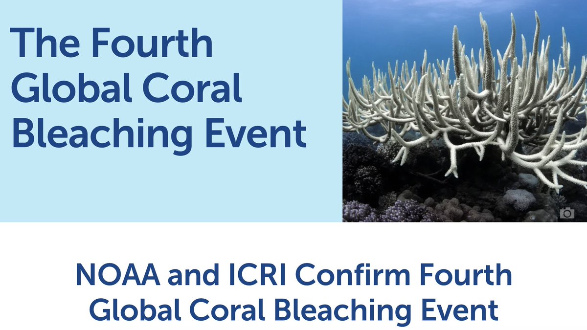 🔴 The fourth global coral bleaching event has been confirmed. 🚨In the face of this crisis, collective action must be mobilized at the pace and scale needed to safeguard the existence of #coralreefs. Time is running out. Read more ➡️ linkedin.com/feed/update/ur…