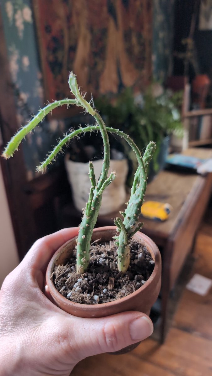My cactus is like an orca in captivity ☹️ do I water this or not water this? Help