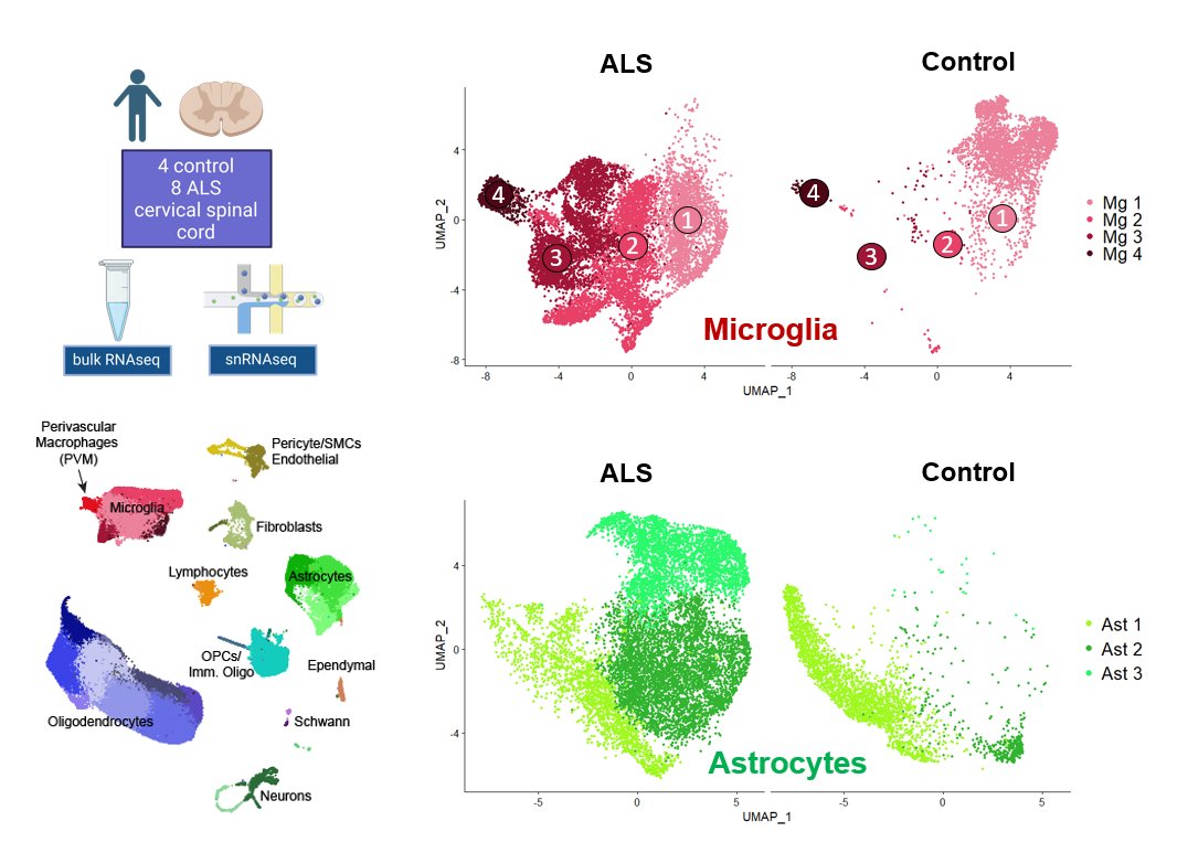 Sharing our new study led by <a href="/Matija2489/">Matija</a> with one of the first ALS spinal cord snRNAseq datasets. We show that microglia and astrocytes undergo drastic cell state changes and mount a strong neuroinflammatory response in disease.

biorxiv.org/content/10.110…