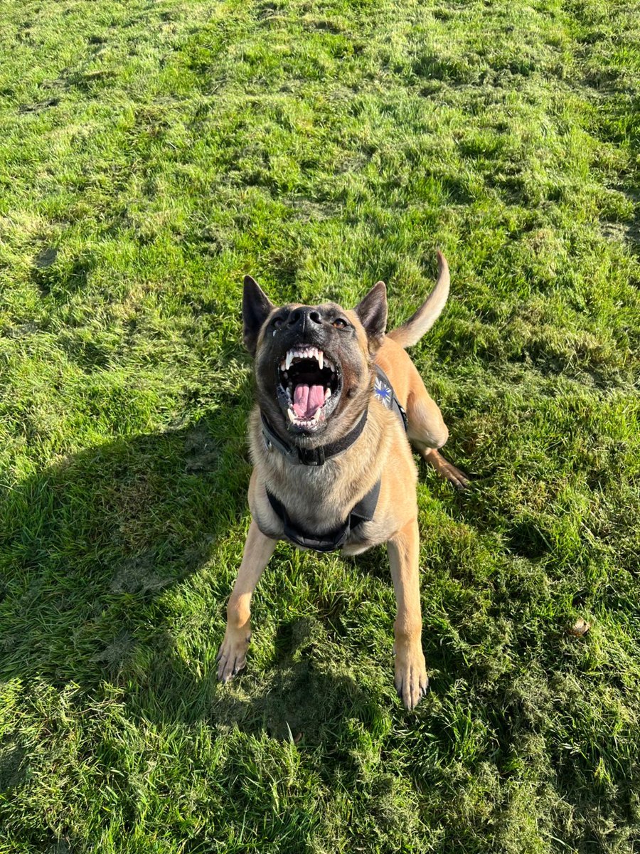 Reports of a burglary in progress. PD Alan doesn’t like burglars and is deployed straight to the area, driven by his trusty chauffeur. PD Alan locates the suspect and lets him know who’s boss!! 1 male arrested for burglary and theft. #42teeth #AliTheMali