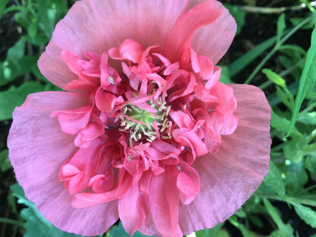 Pink poinsettia,pink primrose,pink phlox,pink poppy 
#AlphabetChallenge #WeekP #Pink #Plants