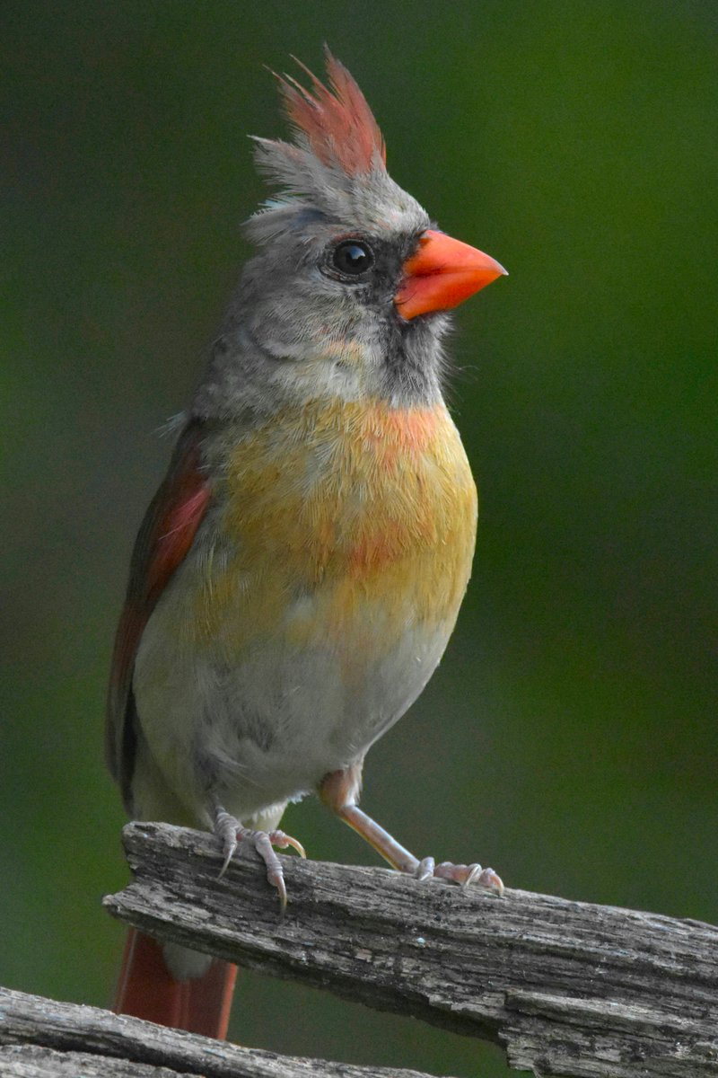 Stunning view of a female Northern Cardinal perched regally on a log. #birdwatching #Birds