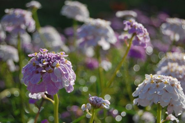 Candytuft is not a good seller in the Higgledy shop....which is utterly outrageous...I refuse to take her off the bench...she's only £1.95 a packet and she's gorgeous! higgledygarden.com/product/candyt…