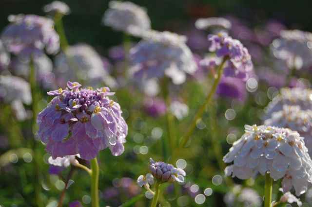 higgledygarden's tweet photo. Candytuft is not a good seller in the Higgledy shop....which is utterly outrageous...I refuse to take her off the bench...she's only £1.95 a packet and she's gorgeous! 
https://t.co/tu3Q2fgnW5 https://t.co/nLgfGMhh4l