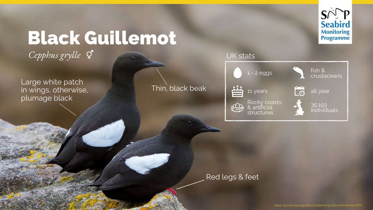 We are kicking off this new series #SMPspotlight with the wonderful Black Guillemot, aka Tystie! These small auks are widely distributed across UK and Irish coastlines with concentrations in north-west Scotland 🏴󠁧󠁢󠁳󠁣󠁴󠁿🌊

🧵⬇️ <a href="/_BTO/">BTO</a> <a href="/JNCC_UK/">JNCC</a> <a href="/RSPBScience/">RSPB Science</a>