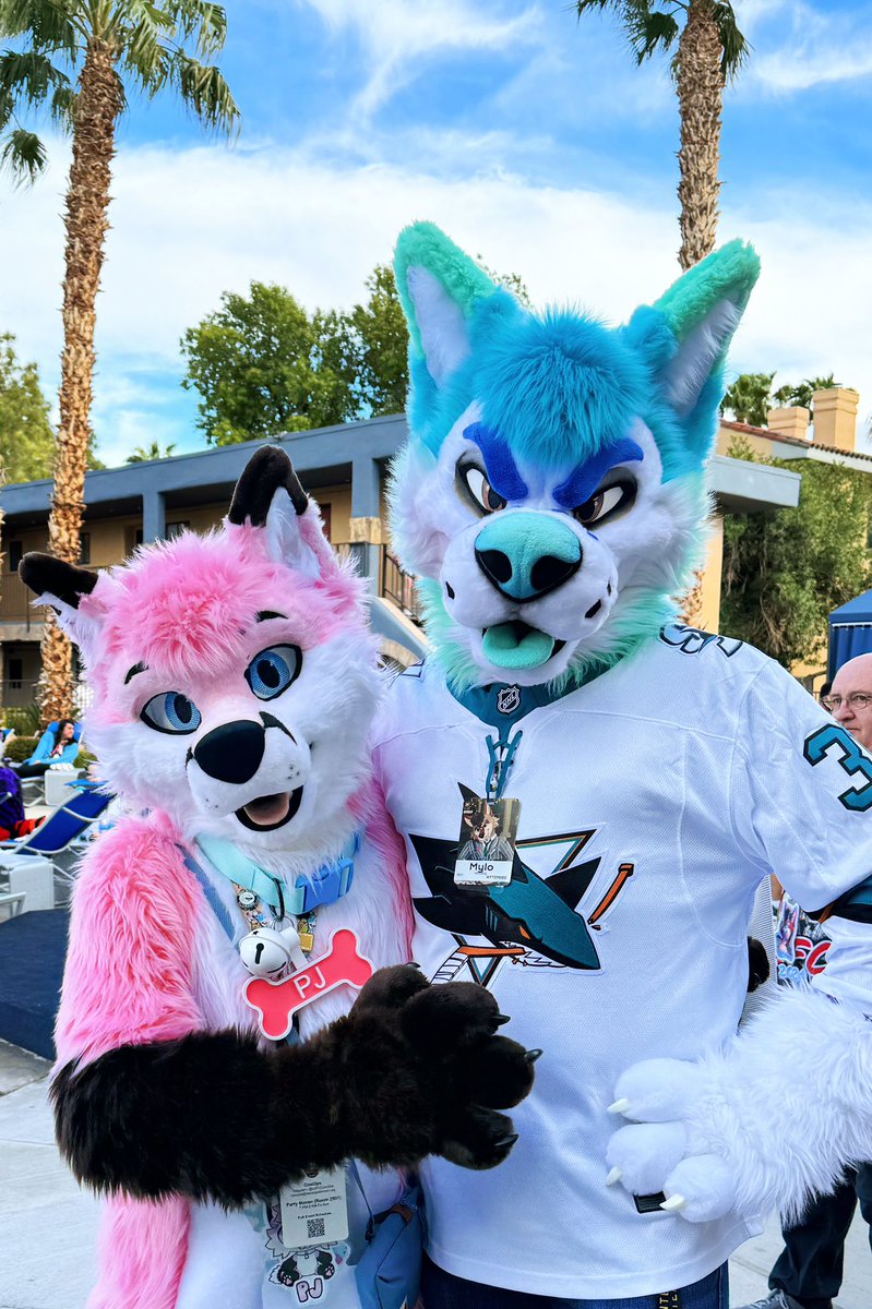 Shedding pink fur all over the blue waff. 🩷🩵 Happy #MixedcandyMonday 🔥 🐺@MilWolfMylo 🦊 @pjfoxes 🪡 @mixedcandy #furries #fursuit #fursuiting #LVFC