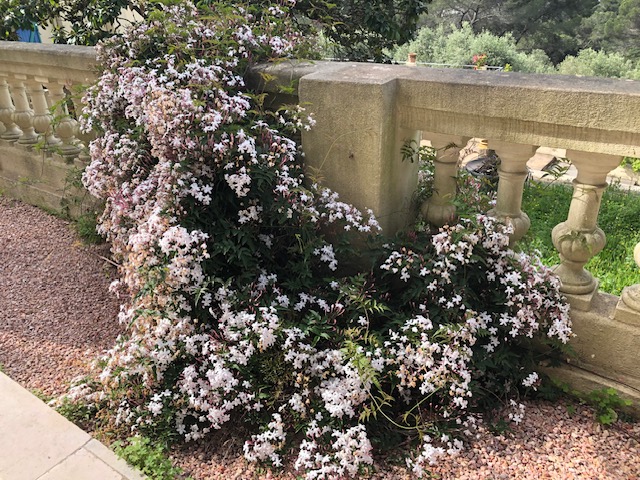 The Jasmine is going bonkers. This is just one plant. The scent is making me drunk. I might as well sit out on the terrace in the sunshine, breathe in and sip a glass of white wine.