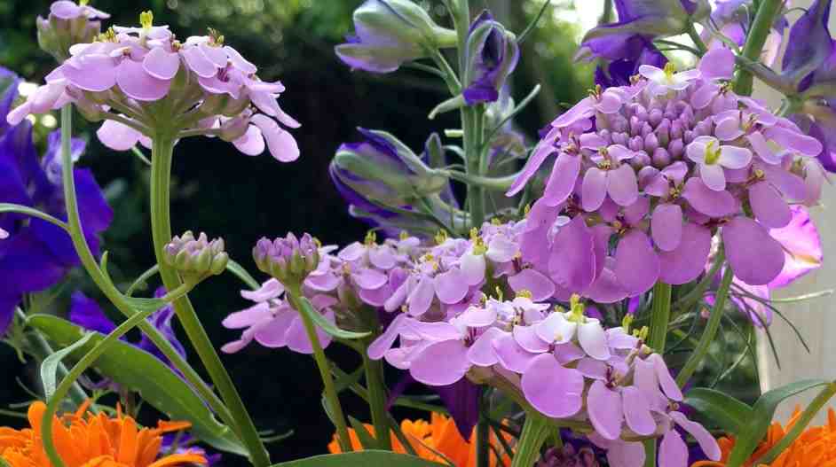 higgledygarden's tweet photo. Candytuft is not a good seller in the Higgledy shop....which is utterly outrageous...I refuse to take her off the bench...she's only £1.95 a packet and she's gorgeous! 
https://t.co/tu3Q2fgnW5 https://t.co/nLgfGMhh4l