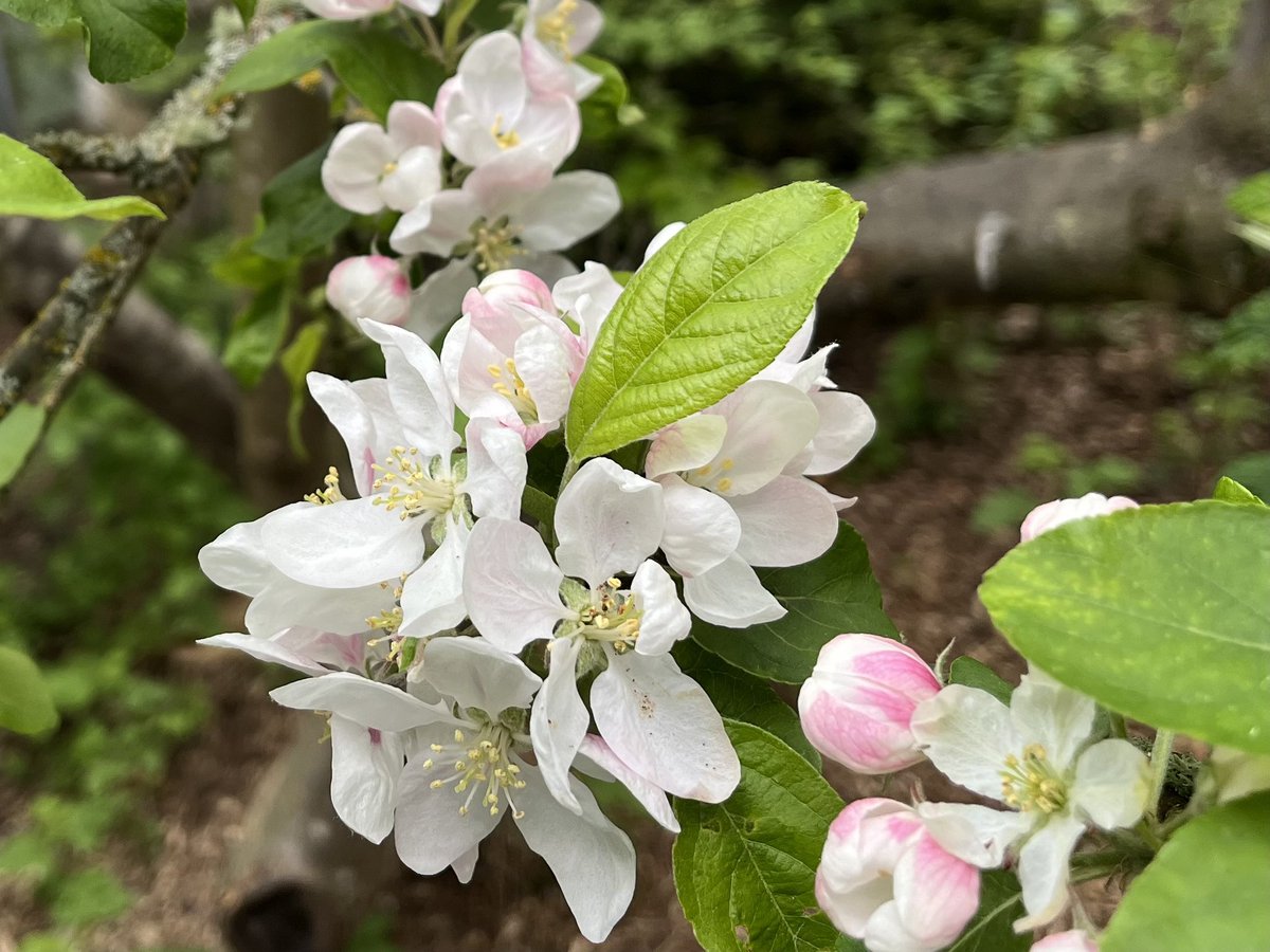 #Nature’s gift of apple blossoms on a cool gray morning in #Seattle brings to mind a poem by Sámi poet, artist & more, Nils-Aslak Valkeapää:

Can you hear the sounds of life
In the roaring of the creek
In the blowing of the wind
That is all I want to say
That is all