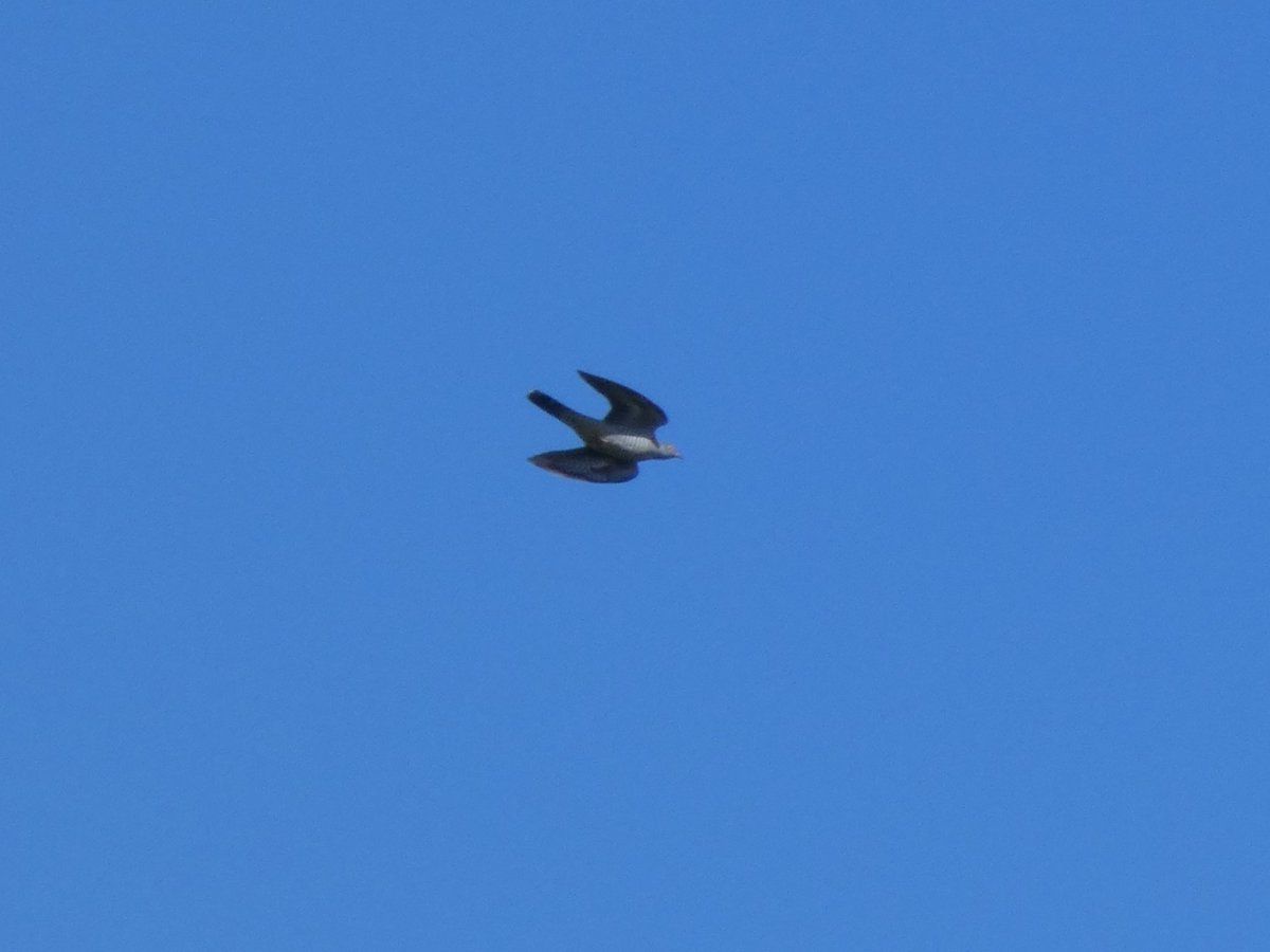 The local patch always delivers in April, even in Milton Keynes! Record shots of a male Cuckoo dropping into Tattenhoe earlier today, which was the 2nd earliest of the 8 records I've had of them in the area so far and my first one here since 2021. @bucksbirdclub @bucksalert